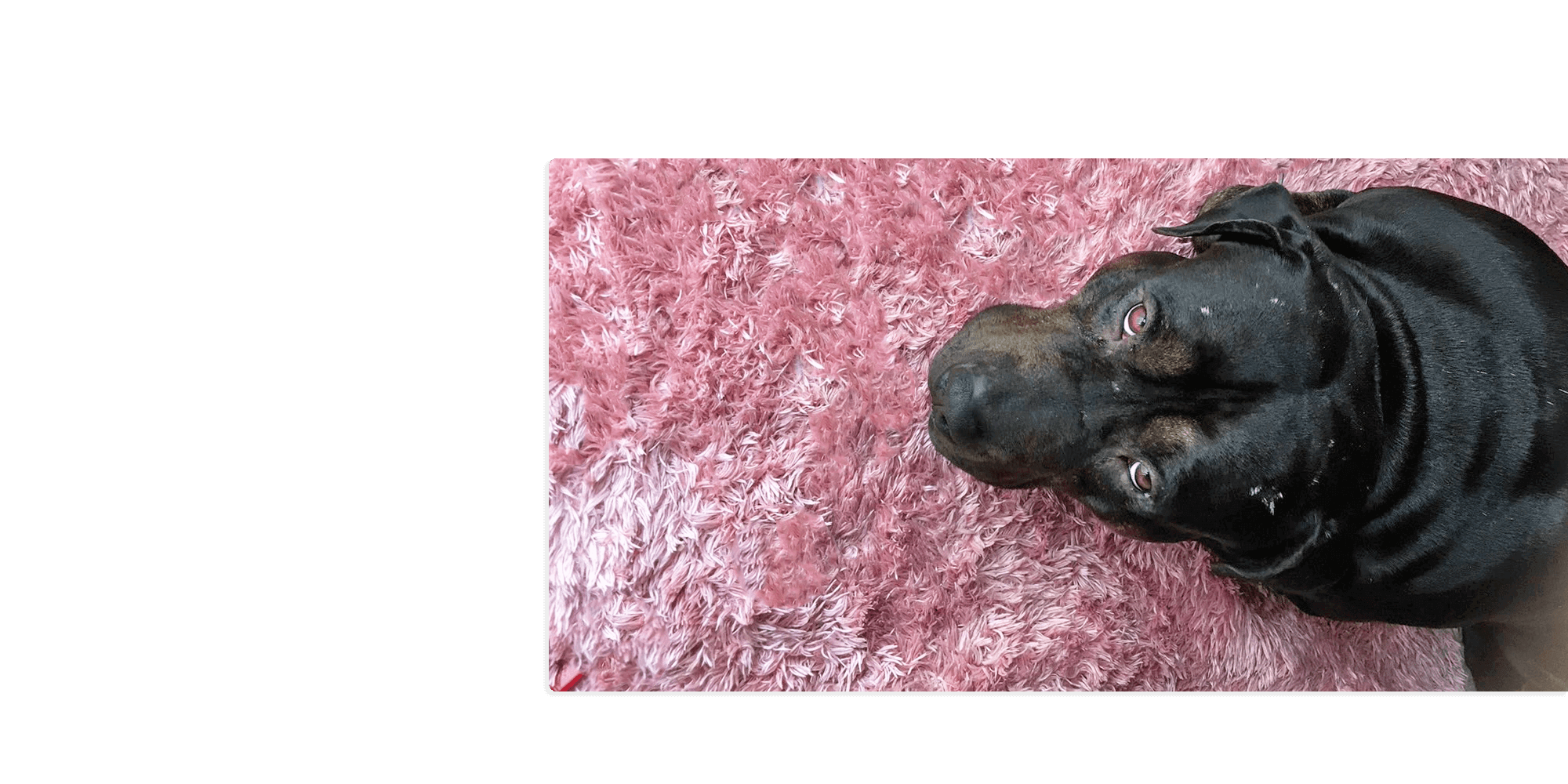 元気でかわいいワンちゃんが勢ぞろい！ 新しい家族を探してみませんか？