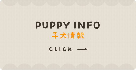 子犬情報